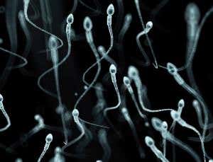 How do you control a spermbot? Try a magnetic field