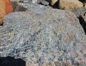 The 19 superbugs that rule Earth's hidden depths