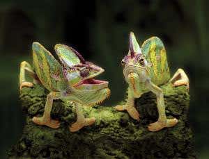 Chameleon colours predict outcome of lizard duel