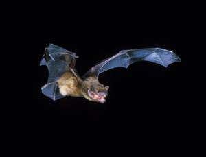 Bats may struggle to hunt in warmer world