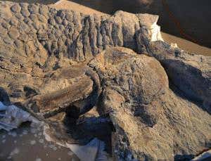 Duck-billed dinosaur had rooster-like cock comb