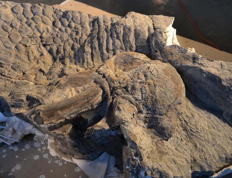 New Scientist. Science news and long reads from expert journalists, covering developments in science, technology, health and the environment on the website and the magazine.