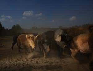 US to phase out antibiotics for fattening livestock