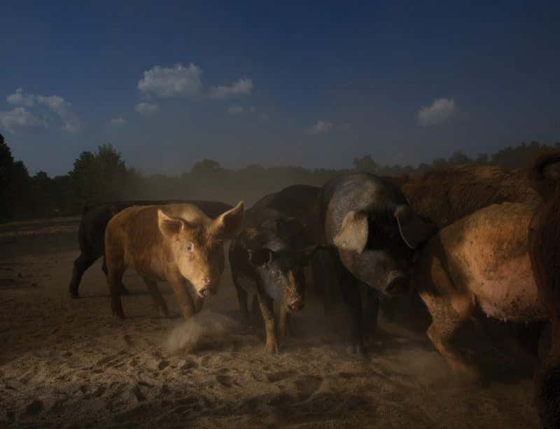 New Scientist. Science news and long reads from expert journalists, covering developments in science, technology, health and the environment on the website and the magazine.