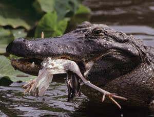 Zoologger: Alligators use tools to lure in bird prey