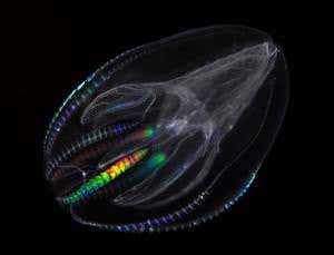 First ever animals were made of jelly, not sponge