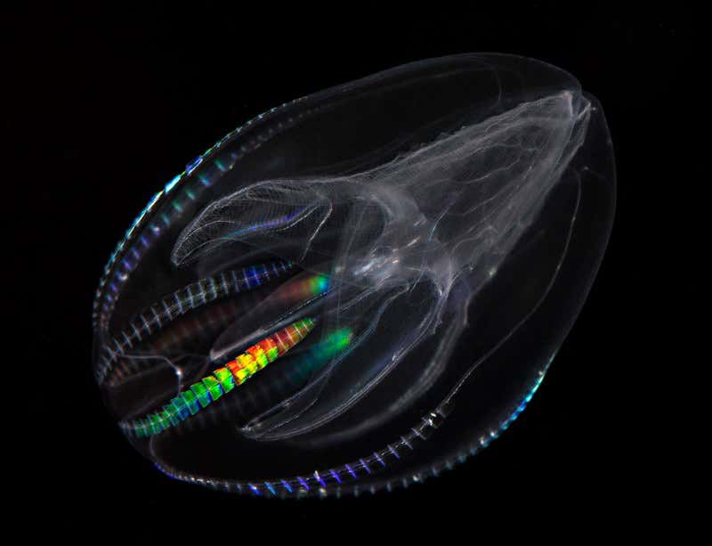 New Scientist. Science news and long reads from expert journalists, covering developments in science, technology, health and the environment on the website and the magazine.