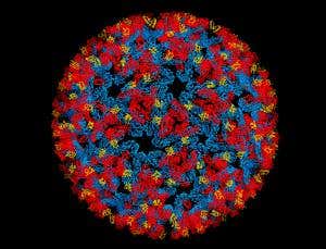 Threatwatch: Chikungunya virus spreads in the Americas