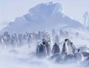 Start-stop traffic helps penguin huddles grow