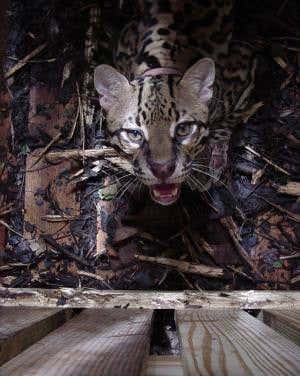 The early ocelot gets the agouti