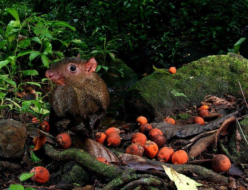The early ocelot gets the agouti