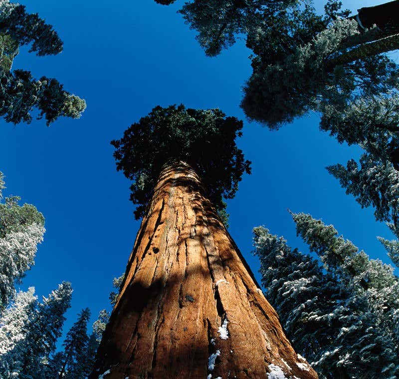 New Scientist. Science news and long reads from expert journalists, covering developments in science, technology, health and the environment on the website and the magazine.