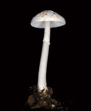 Magic of mushrooms: Dawning of the Fungus Age