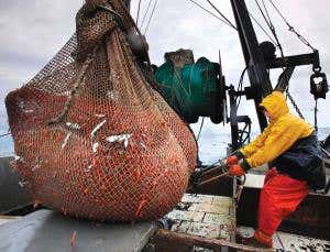 Shrimp crash forces first fishery closure for 35 years