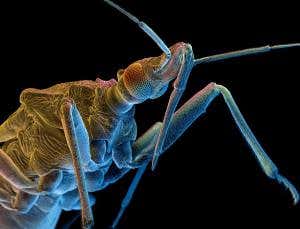 America's hidden epidemic of tropical diseases