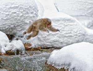 Snow monkey leaps into hell