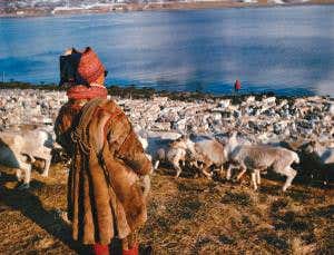 Rudolph to the rescue: Reindeer geoengineering