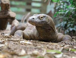 How to train your Komodo dragon