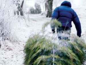 All spruced up: Breeding a better Christmas tree