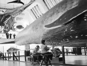Magical giant: The story of a much-loved museum whale