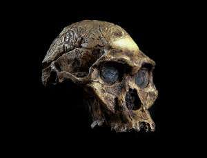 2014 preview: First million-year-old genome