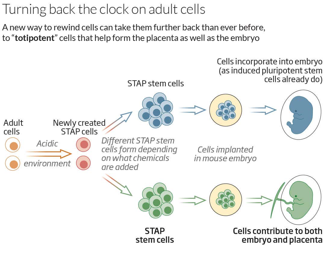 New Scientist. Science news and long reads from expert journalists, covering developments in science, technology, health and the environment on the website and the magazine.