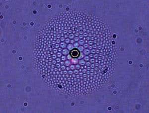 Flower-like liquid crystal lens grows like a pearl