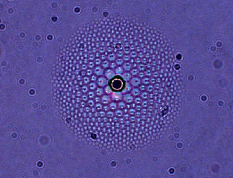 New Scientist. Science news and long reads from expert journalists, covering developments in science, technology, health and the environment on the website and the magazine.