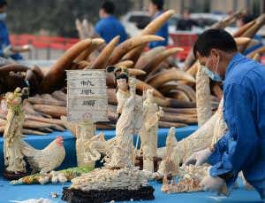 China steps up efforts to combat ivory smuggling