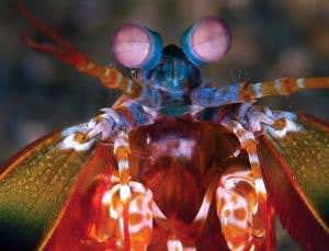 Mantis shrimp's darting eyes ape the way primates see