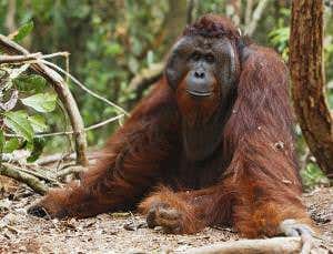 Sluggish metabolisms are key to primates' long lives