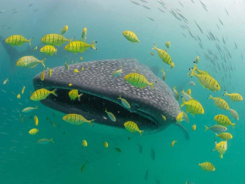 New Scientist. Science news and long reads from expert journalists, covering developments in science, technology, health and the environment on the website and the magazine.