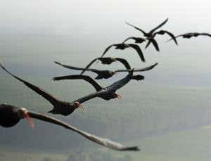 Ibises get fly with a little help from their friends