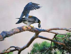 Zoologger: Hunting falcons rely on sailor's trick