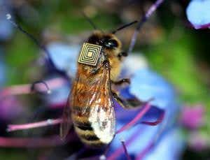 Bijou backpacks reveal habits of chilled-out bees