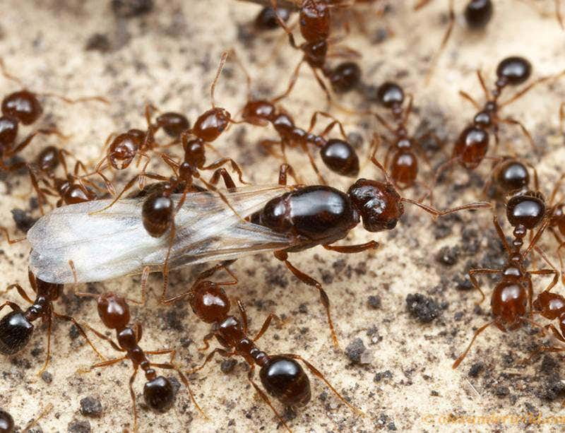 New Scientist. Science news and long reads from expert journalists, covering developments in science, technology, health and the environment on the website and the magazine.