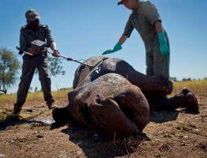 Record poaching pushes rhinos towards extinction
