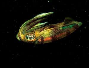 Zoologger: Squid snares prey using badly blurred vision