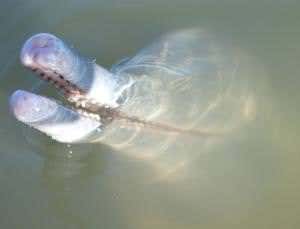 New species of river dolphin born of Amazon rapids