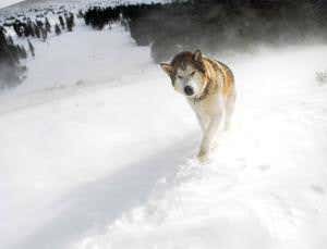 Infectious cancer preserves dog genes for 11,000 years