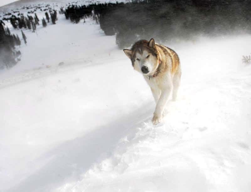 New Scientist. Science news and long reads from expert journalists, covering developments in science, technology, health and the environment on the website and the magazine.