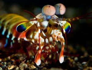 Satellite-like eyes give mantis shrimp unique vision