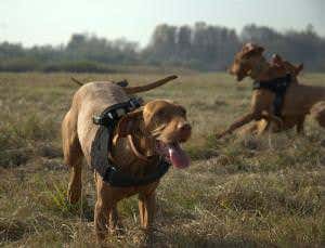 Canine GPS vests reveal dog social network