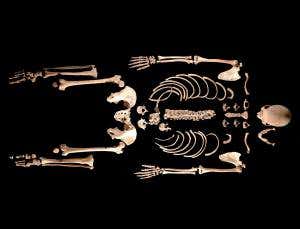 Ancient European hunter-gatherer was a blue-eyed boy