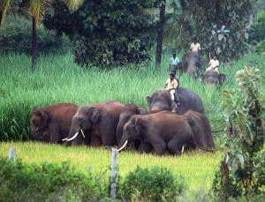 Dangerous rare elephants pose conservation conundrum