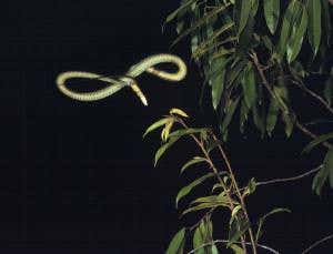 Zoologger: Flying snake gets lift from UFO cross section