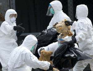 Threatwatch: Mother virus of China's deadly bird flu