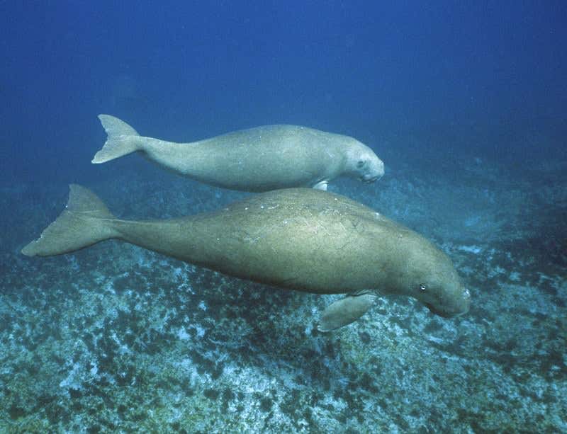 New Scientist. Science news and long reads from expert journalists, covering developments in science, technology, health and the environment on the website and the magazine.