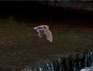 Return of the bat: European species make a comeback