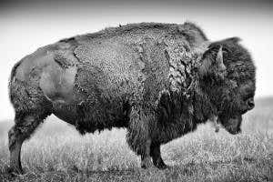 Buffalo stance: Broadside of an American icon
